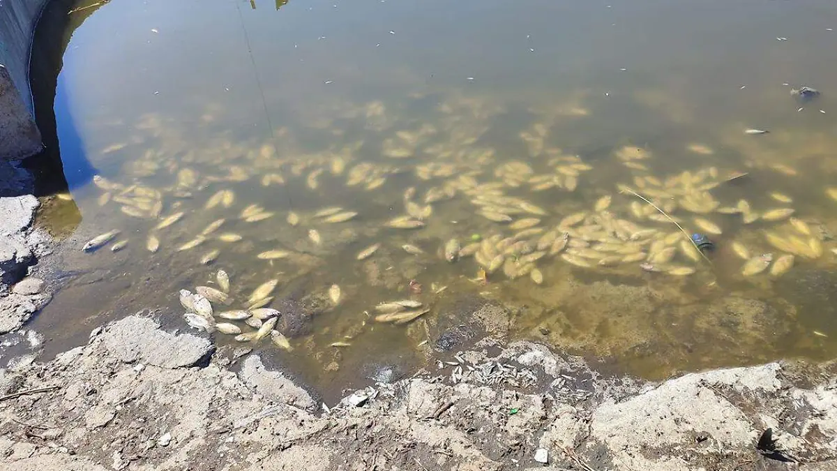 Cientos de peces fueron hallados sin vida y flotando en el jagüey de la junta auxiliar de San Jerónimo Coyula